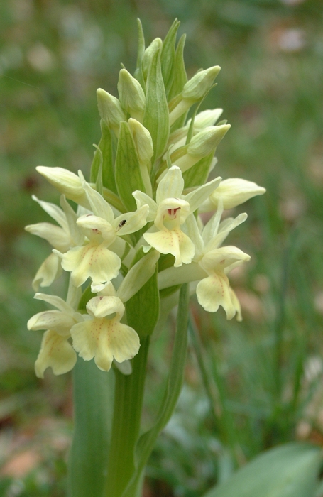 Dactylorhiza sambucina / Orchide sambucina